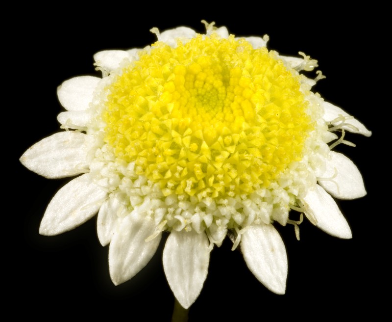 Cotula turbinata