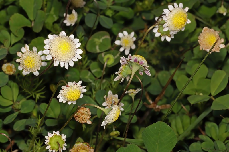 Cotula turbinata photo 2