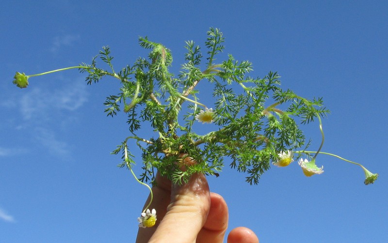 Cotula turbinata photo 3