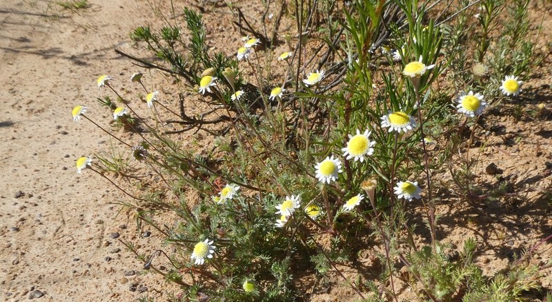 Cotula turbinata photo 4