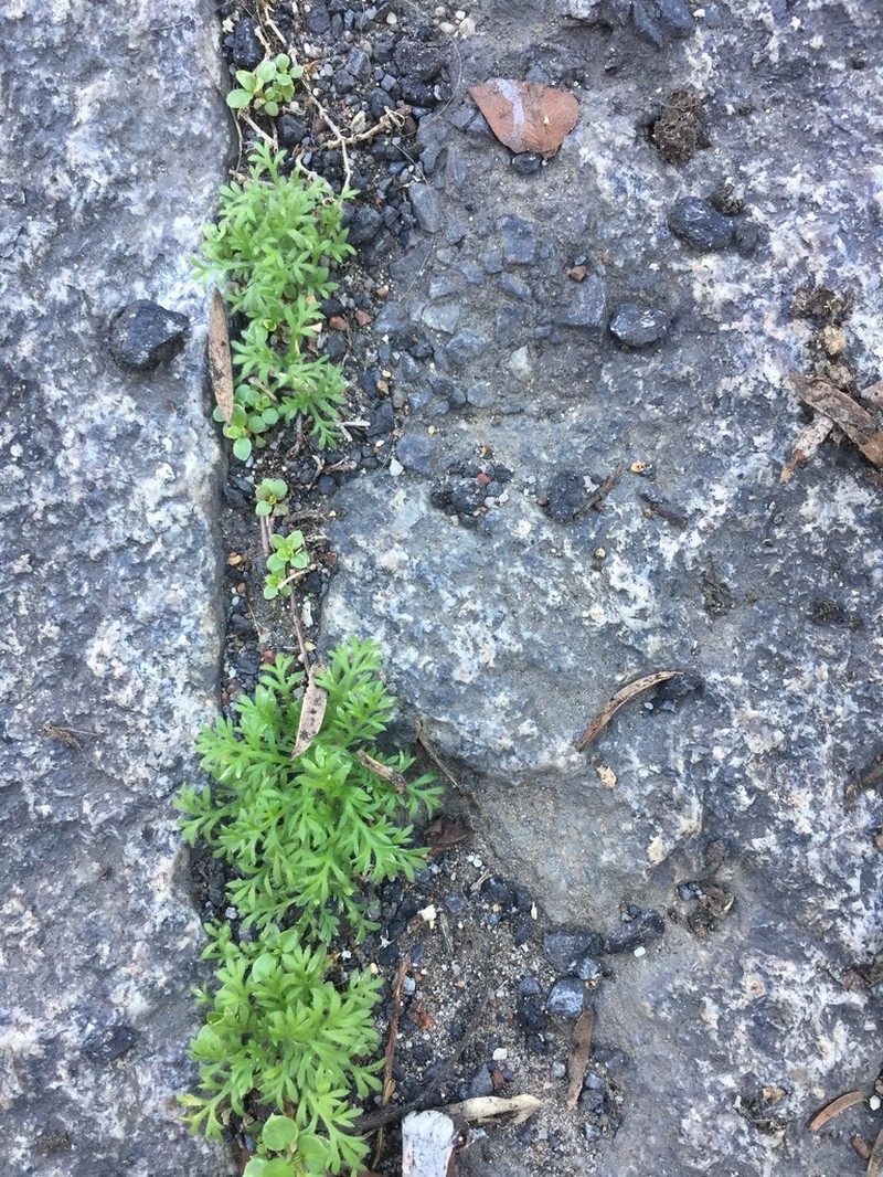 Cotula turbinata photo 5