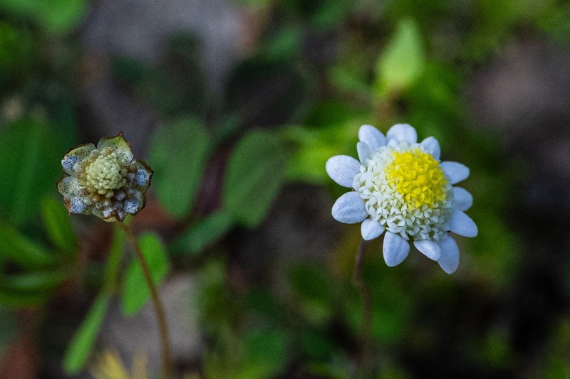 Cotula turbinata photo 6