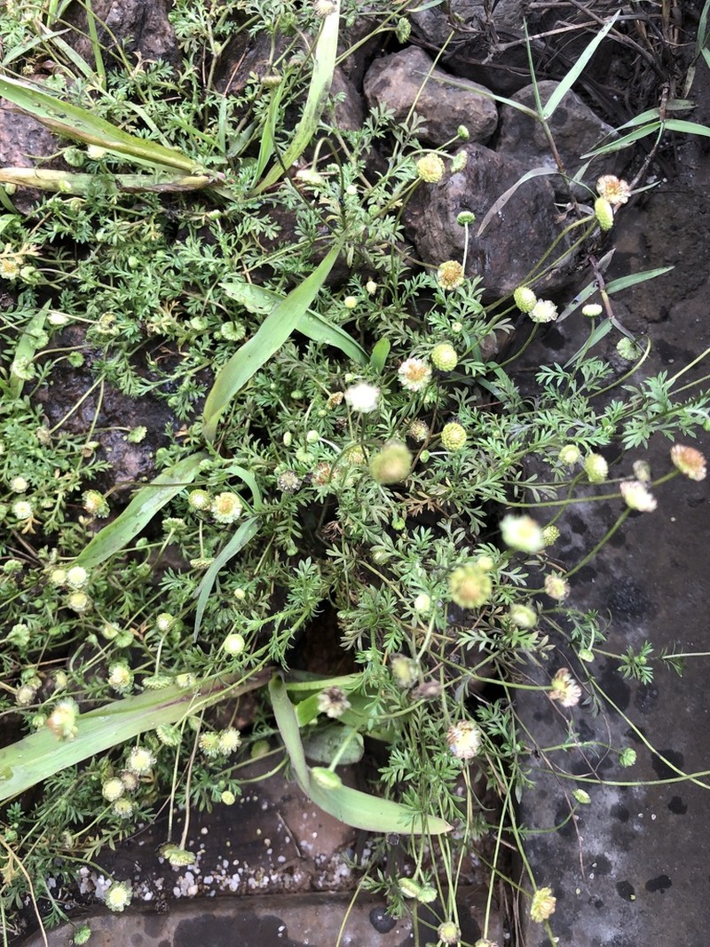 Cotula villosa