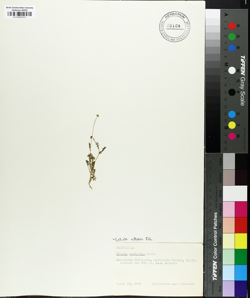 Cotula villosa photo 2