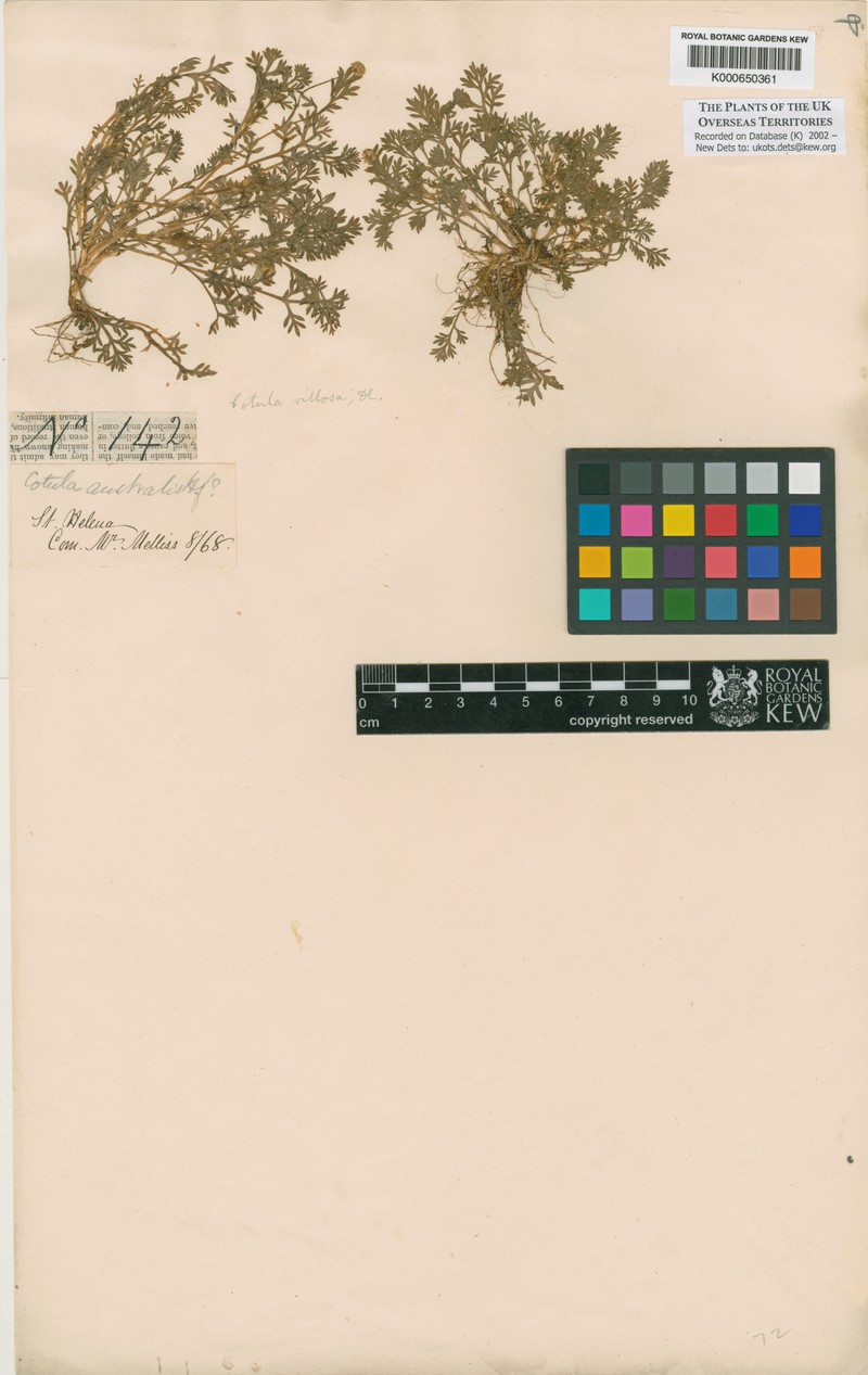 Cotula villosa photo 4