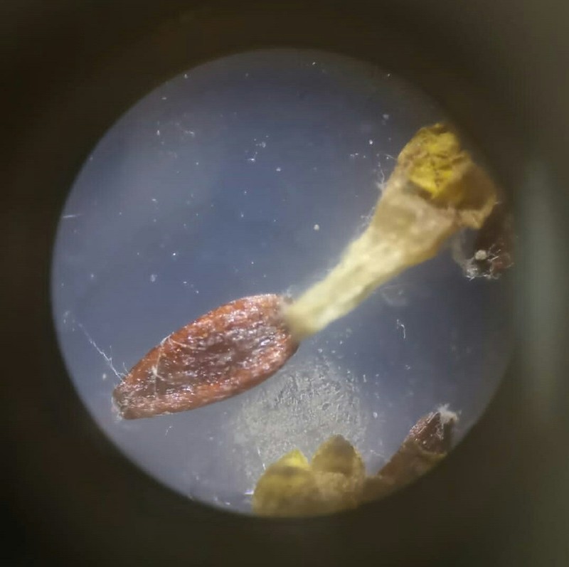 Cotula vulgaris