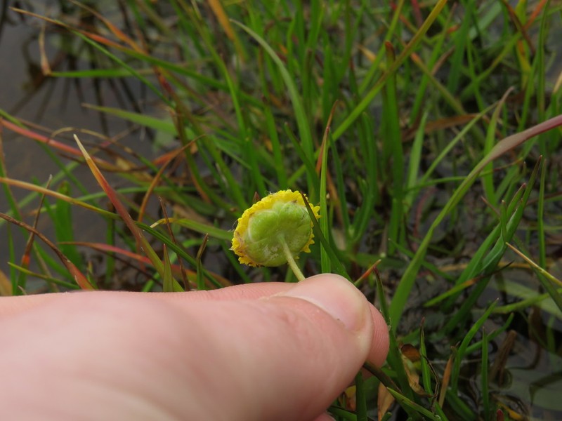 Cotula vulgaris photo 2