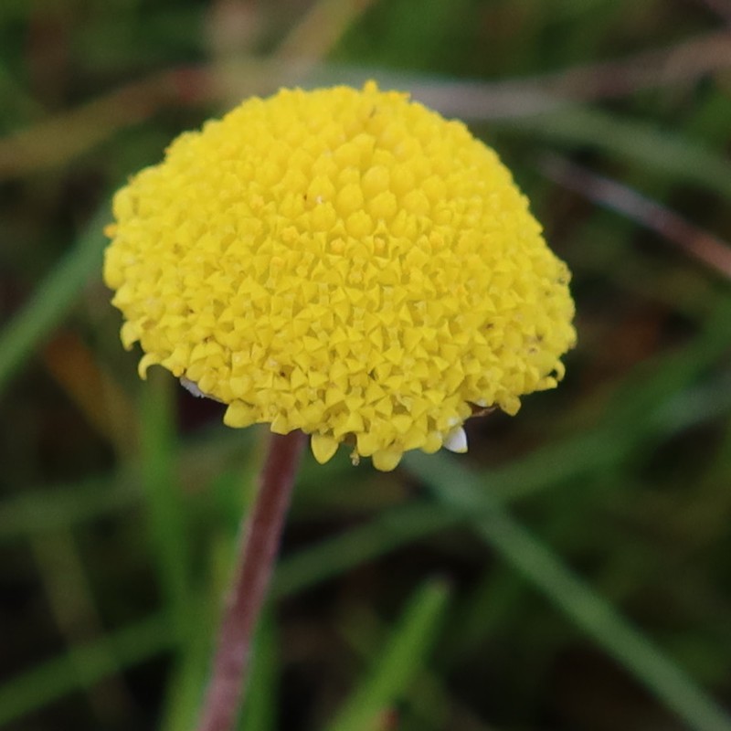 Cotula vulgaris photo 4