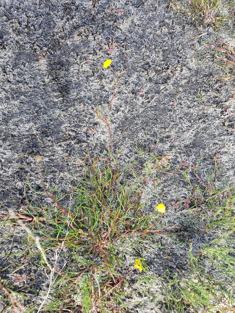Cotula vulgaris photo 5