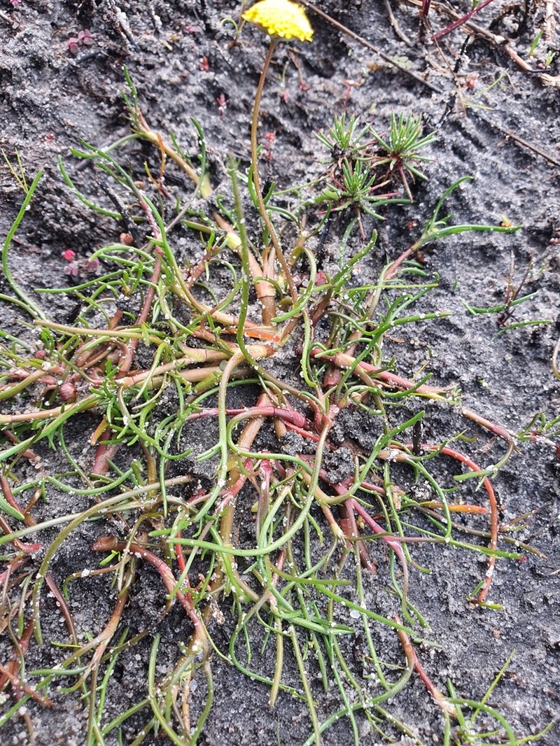 Cotula vulgaris photo 6