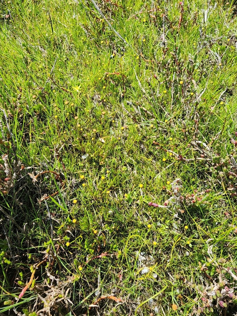 Cotula vulgaris photo 8
