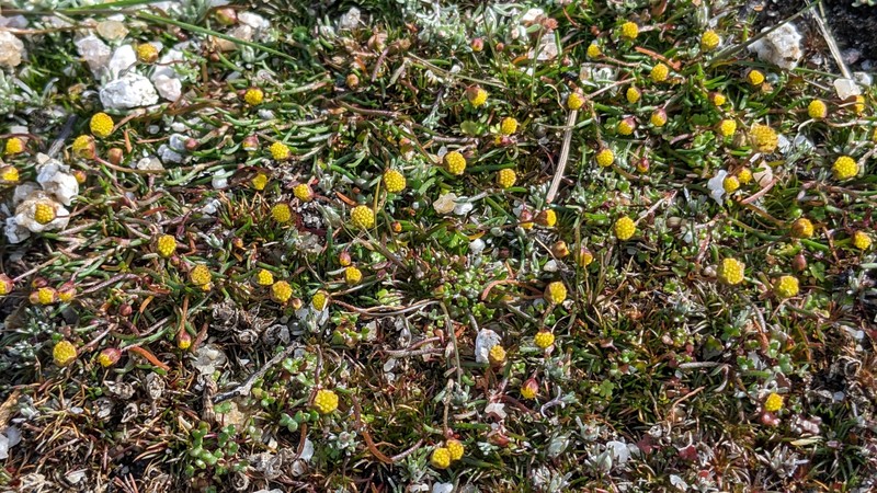 Cotula vulgaris var. australasica