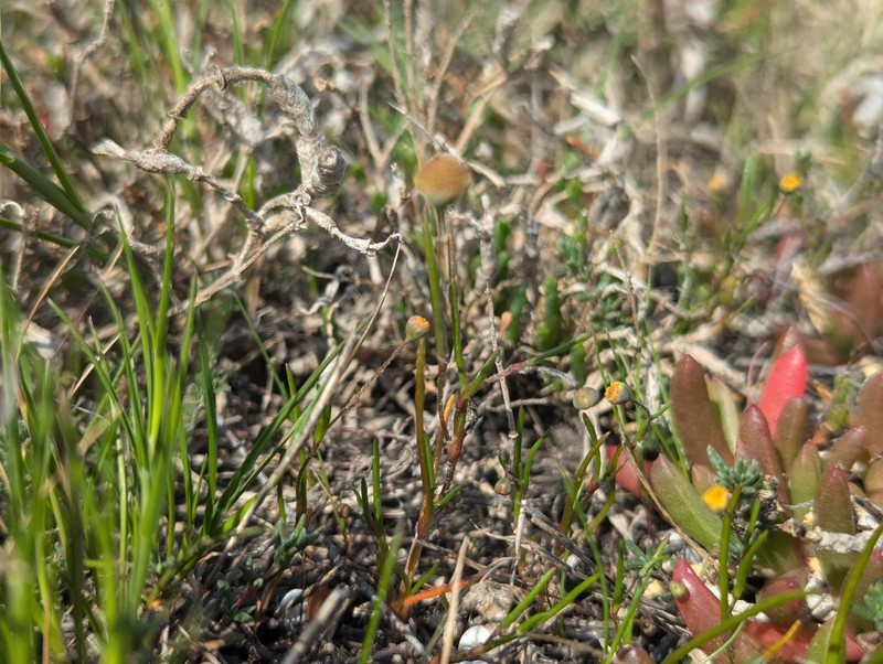 Cotula vulgaris var. australasica photo 2