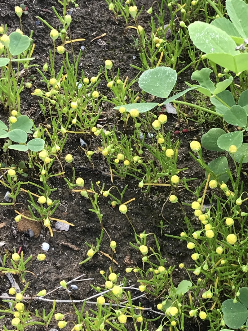 Cotula vulgaris var. australasica photo 3