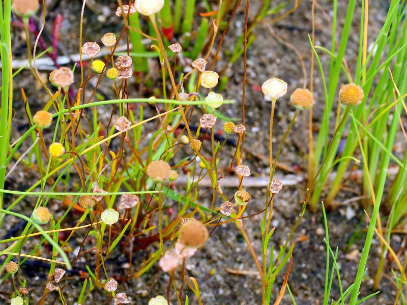 Cotula vulgaris var. australasica photo 4