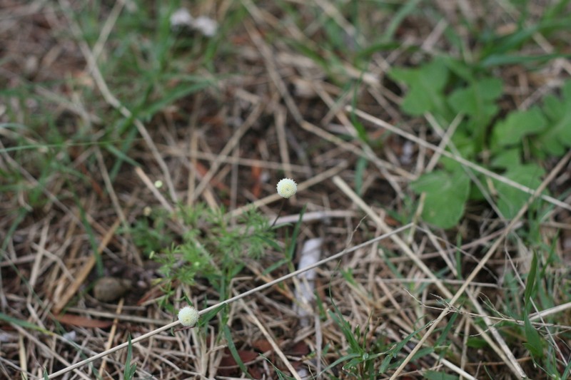 Cotula zeyheri photo 8
