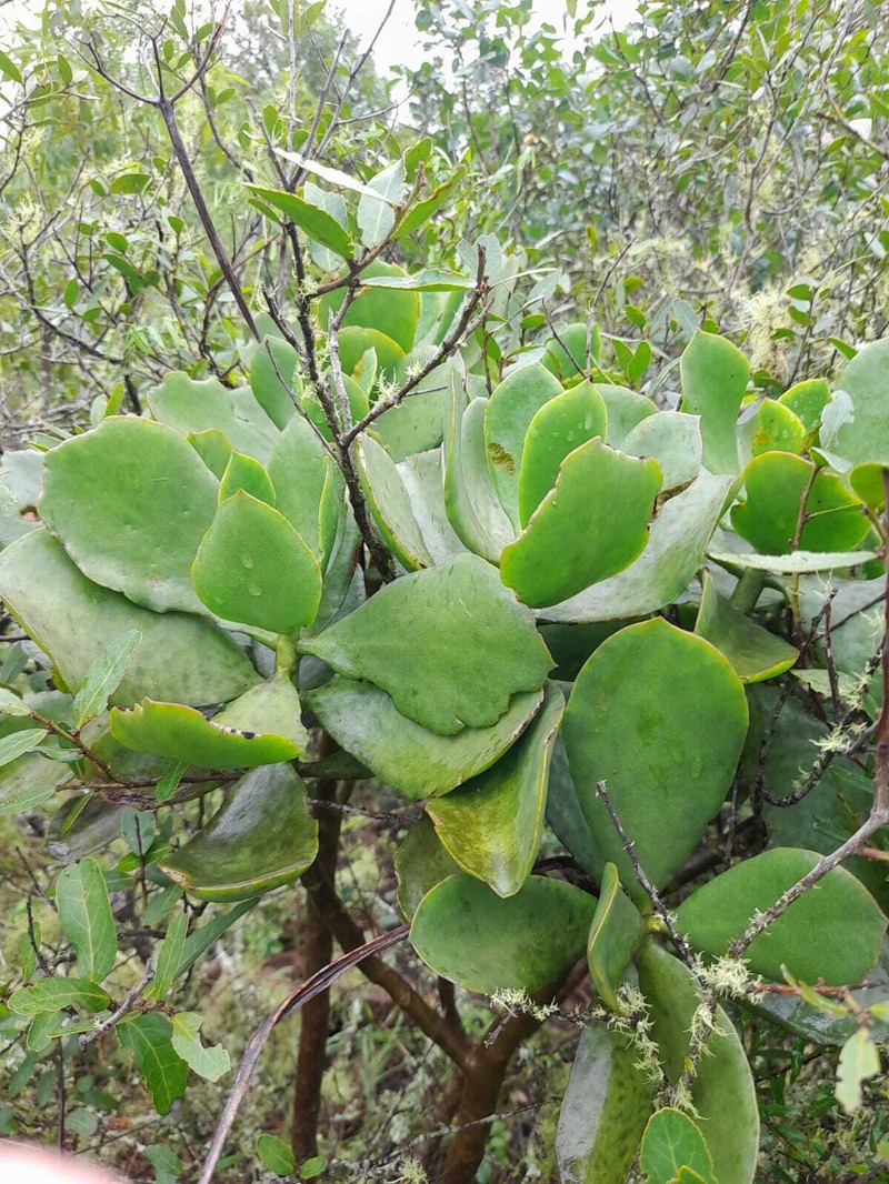 Cotyledon barbeyi var. barbeyi