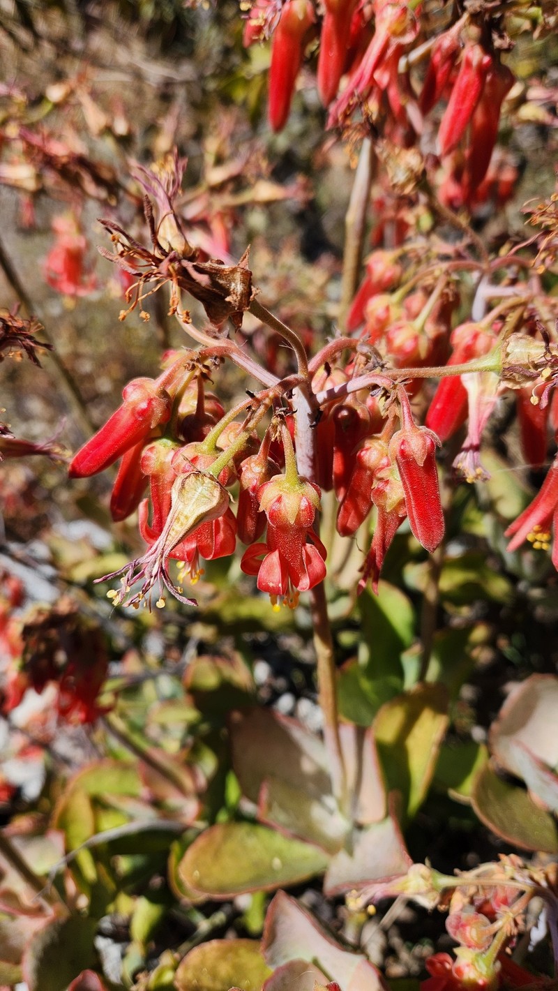 Cotyledon barbeyi var. barbeyi photo 2