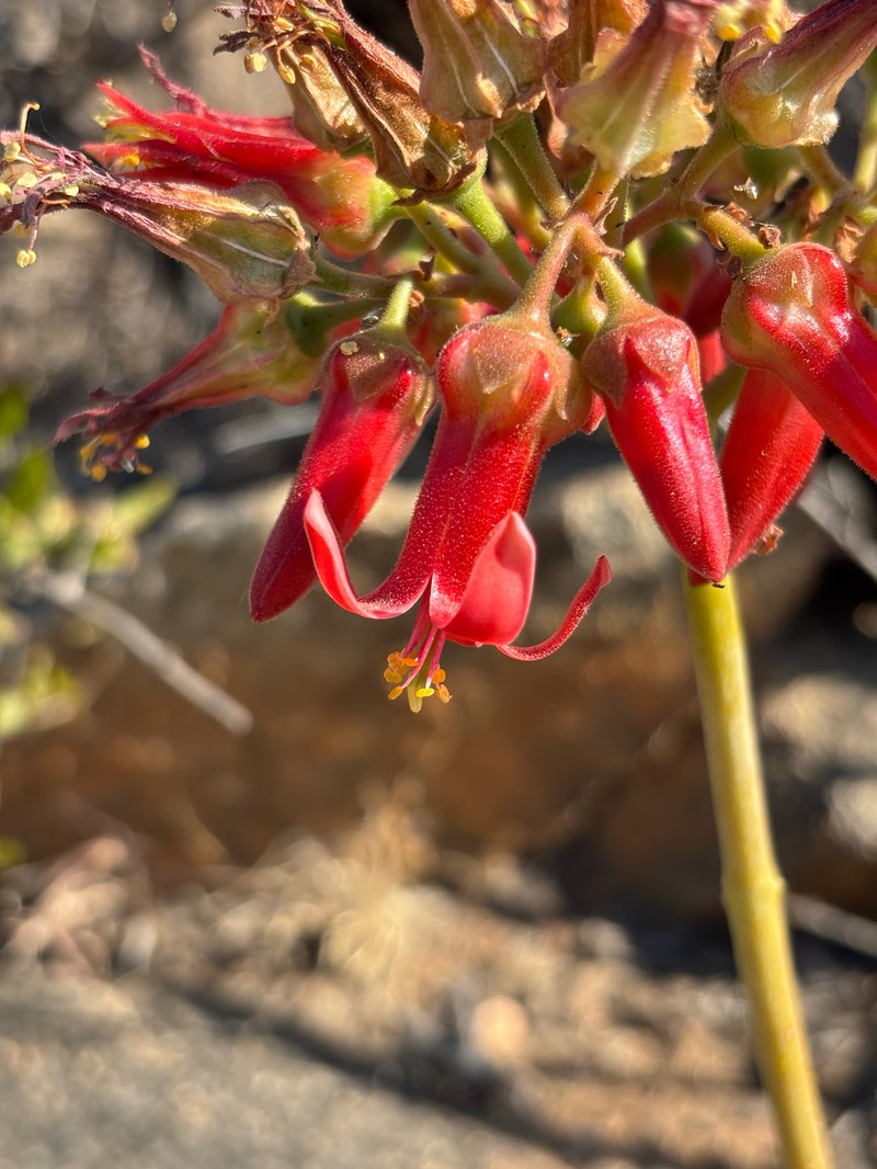 Cotyledon barbeyi var. barbeyi photo 3