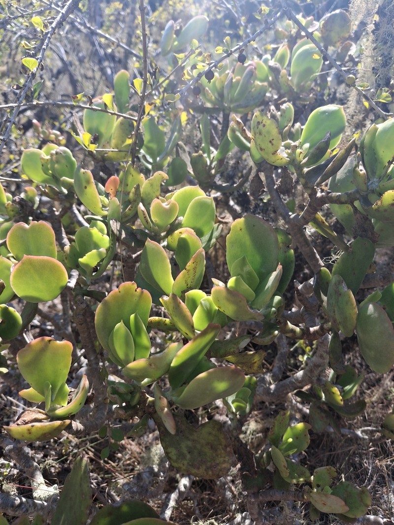 Cotyledon barbeyi var. barbeyi photo 4