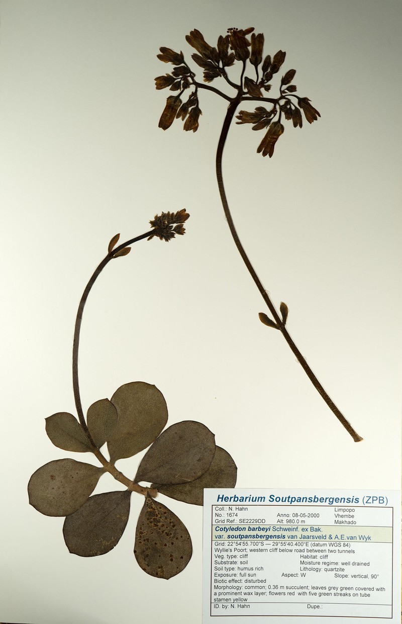 Cotyledon barbeyi var. soutpansbergensis