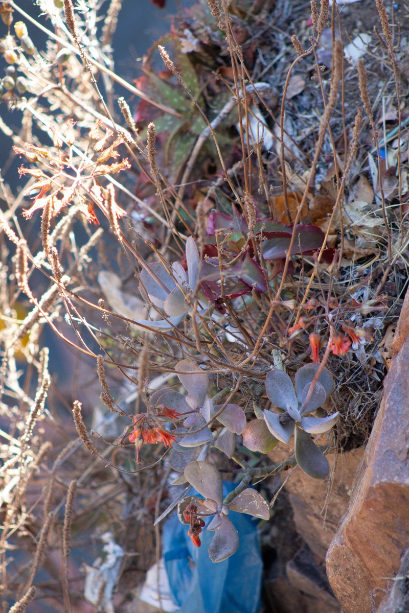 Cotyledon barbeyi var. soutpansbergensis photo 2