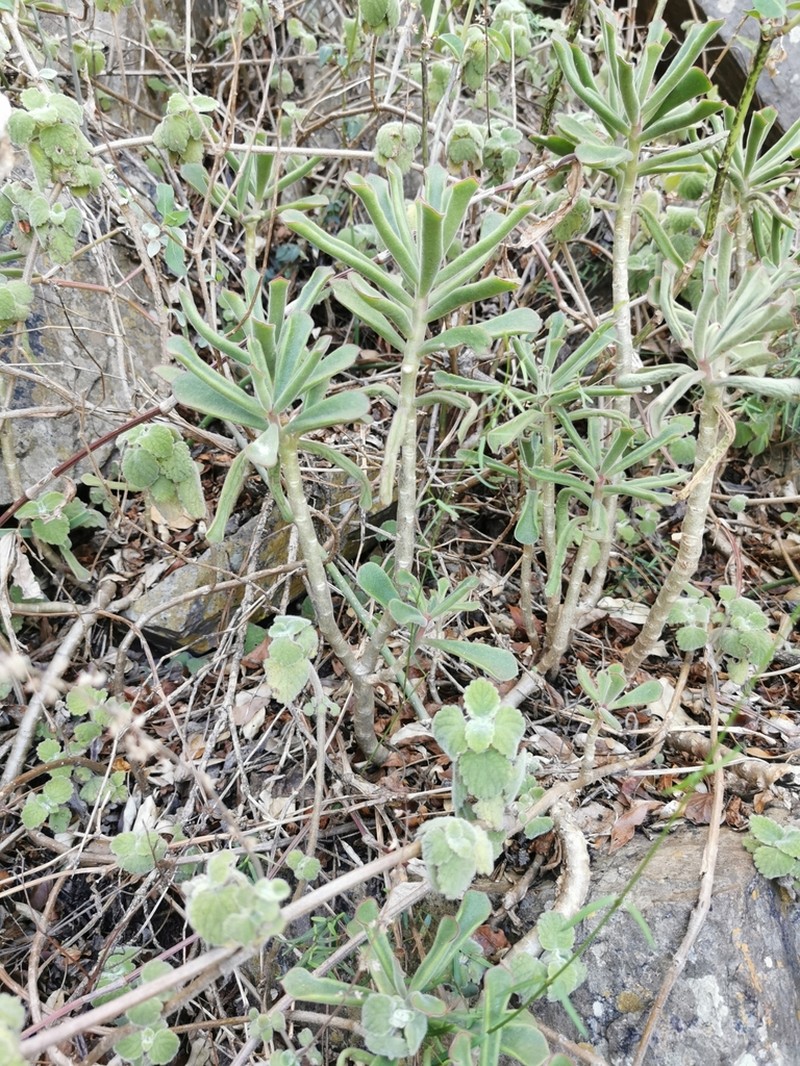 Cotyledon egglii