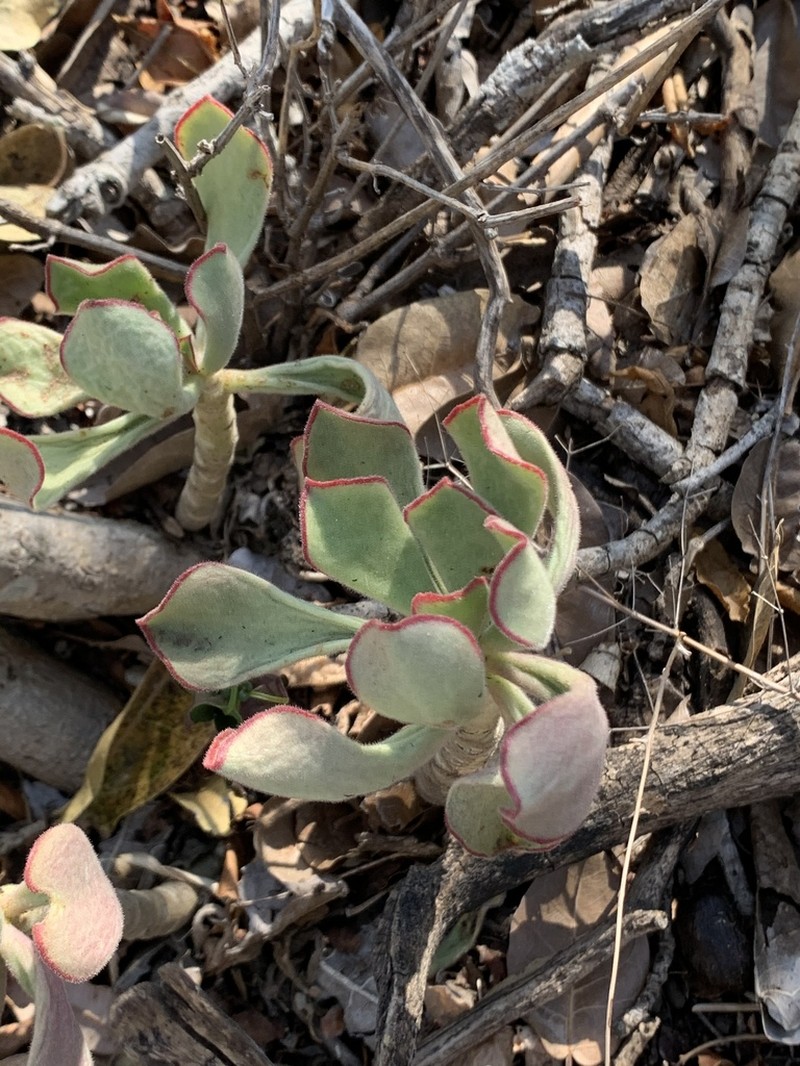 Cotyledon egglii photo 2