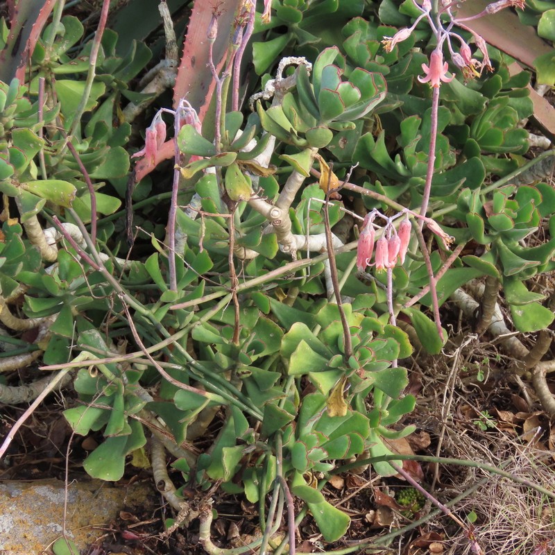 Cotyledon egglii photo 3