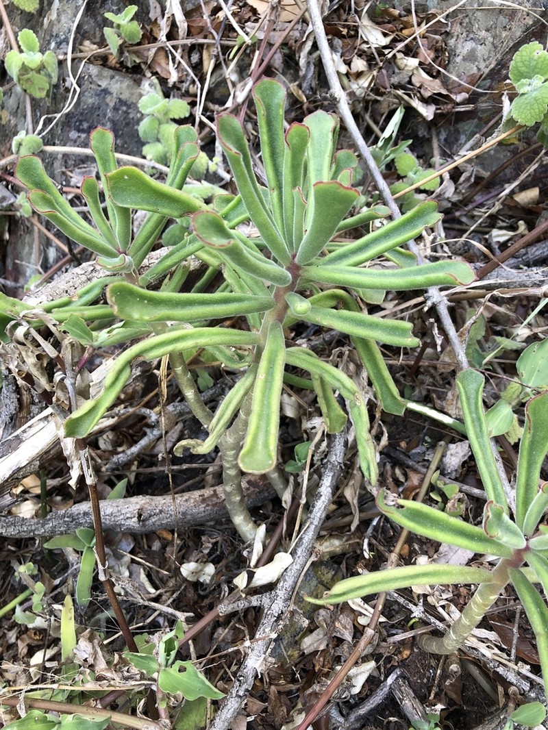 Cotyledon egglii photo 4