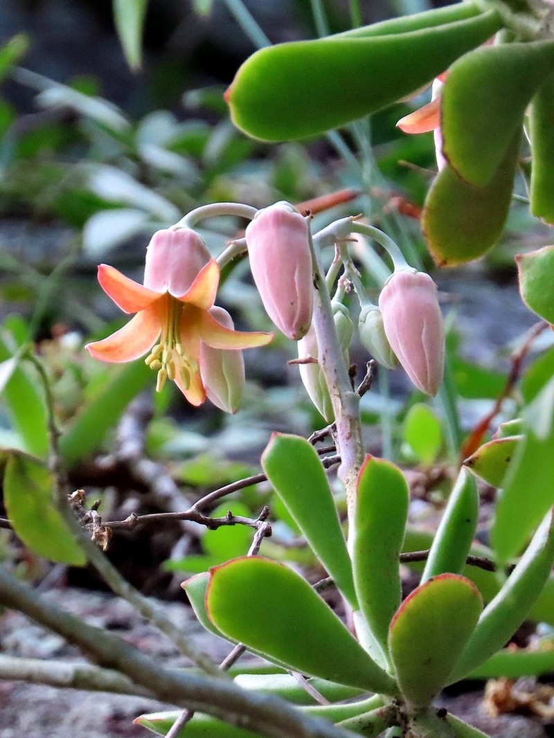 Cotyledon egglii photo 5