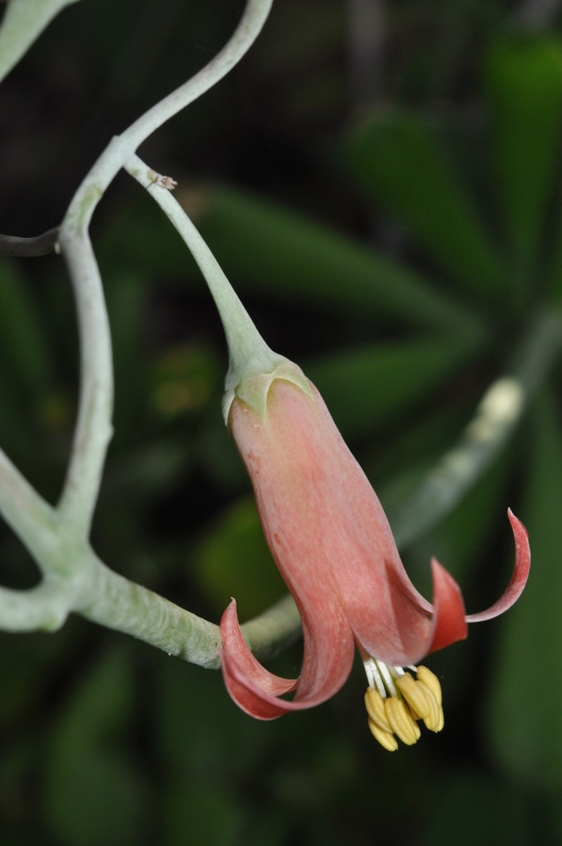 Cotyledon egglii photo 6
