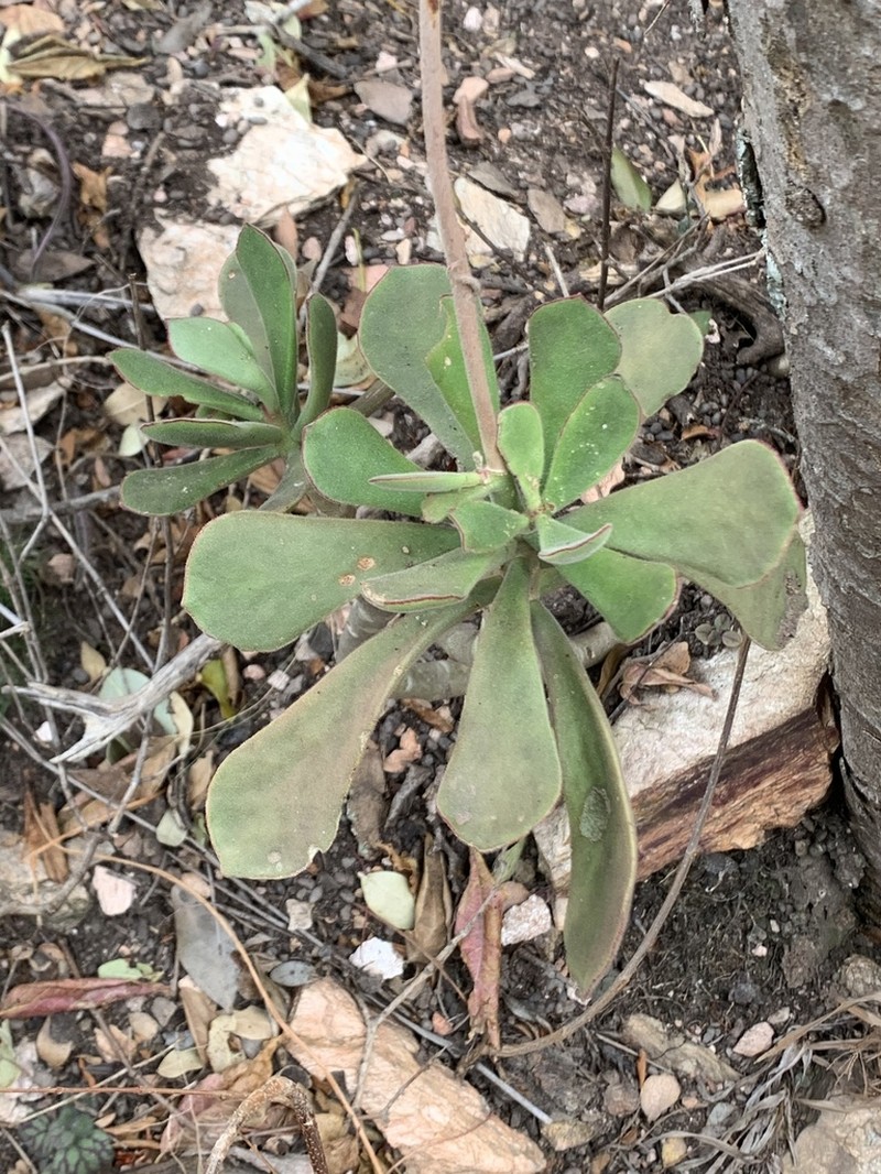 Cotyledon egglii photo 7