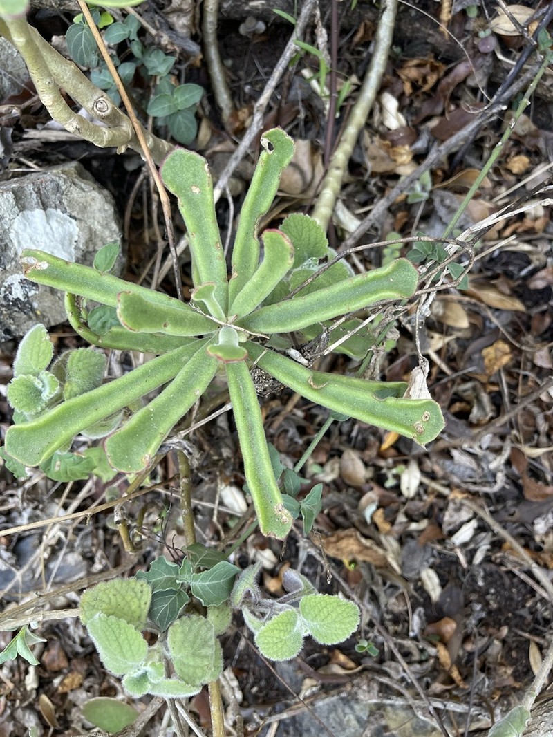 Cotyledon egglii photo 8