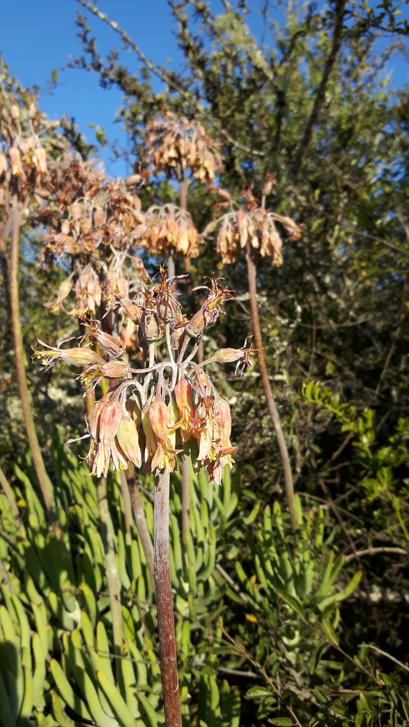 Cotyledon flanaganii subsp. flanaganii