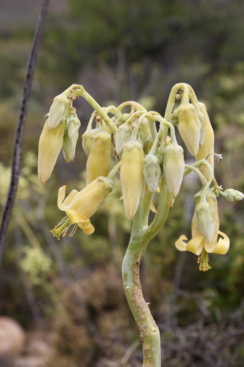 Pig's Ear photo 4