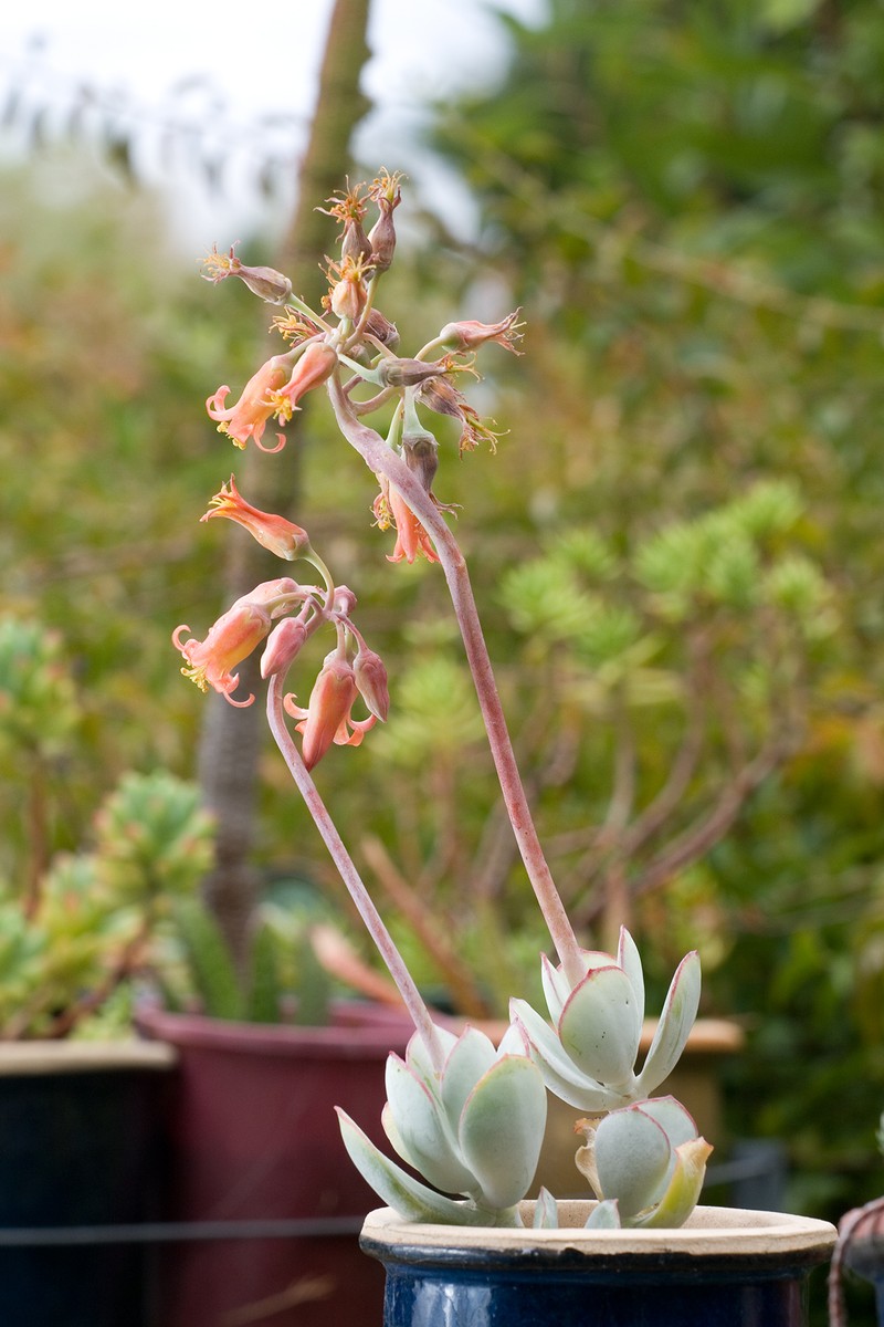 Pig's Ear photo 2