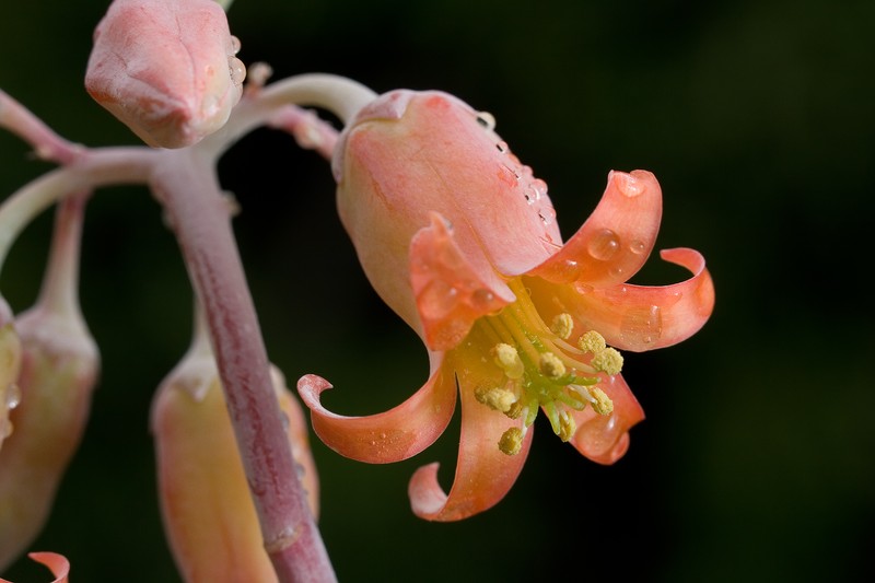 Pig's Ear photo 3
