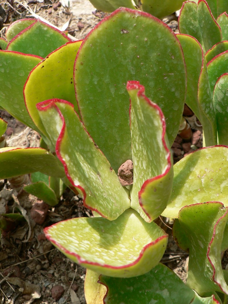 Pig's Ear photo 5