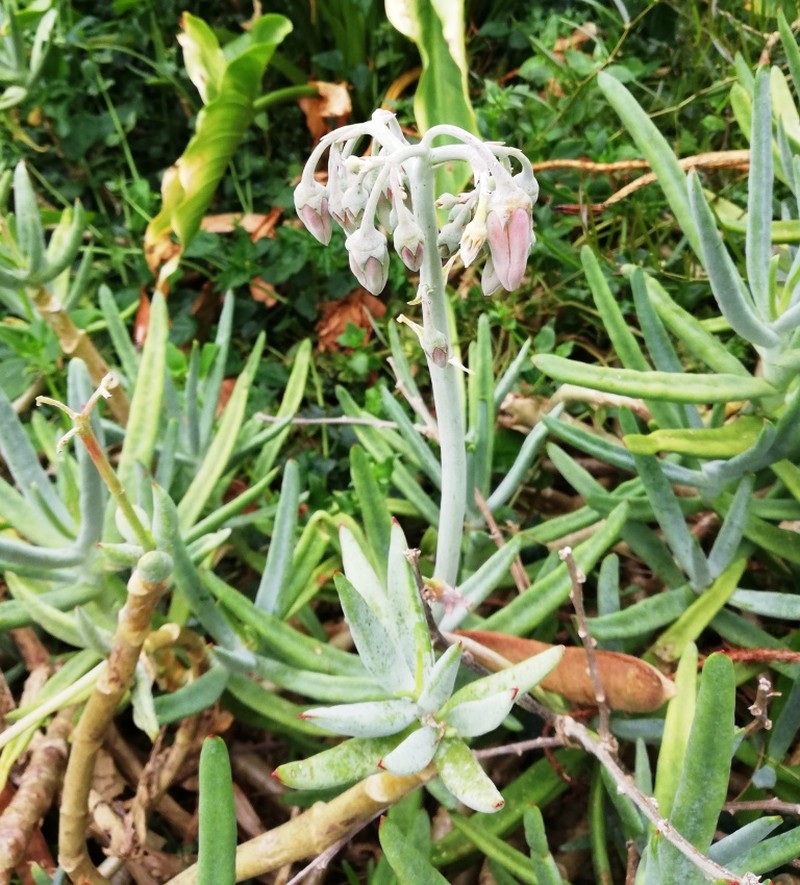 Pig's Ear photo 8