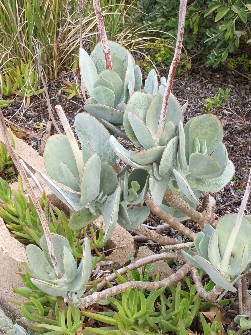 Cotyledon orbiculata var. orbiculata