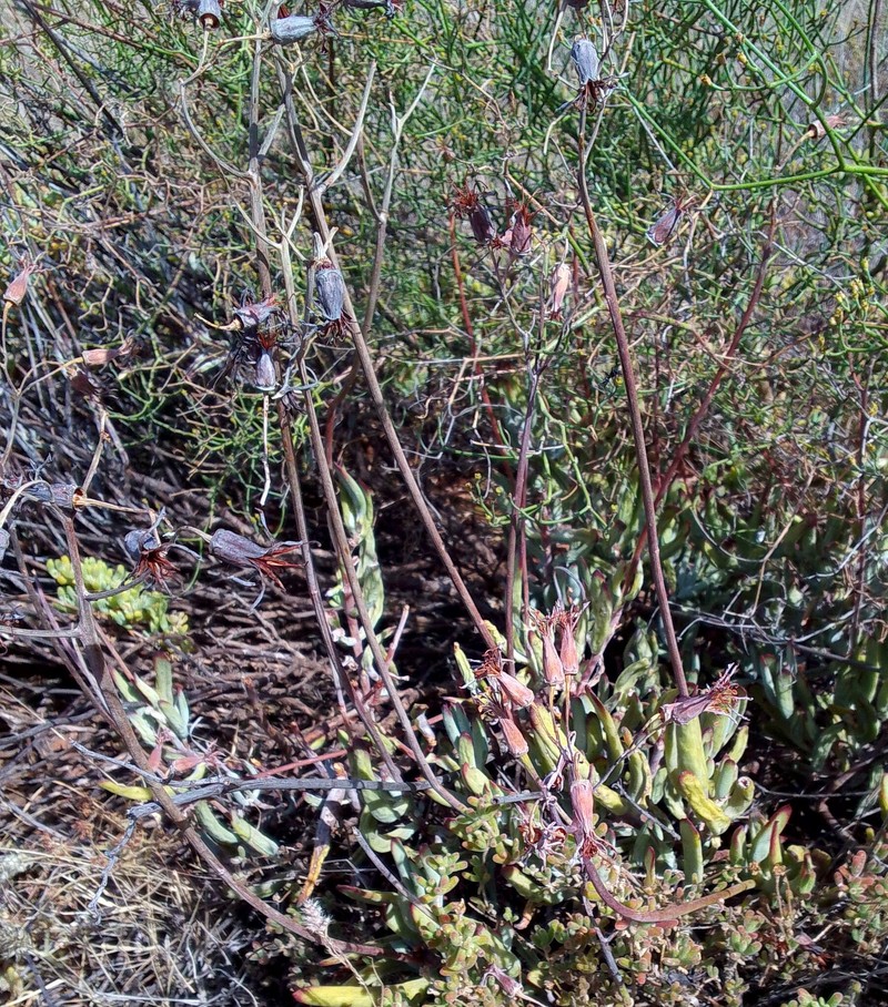 Cotyledon orbiculata var. orbiculata photo 2