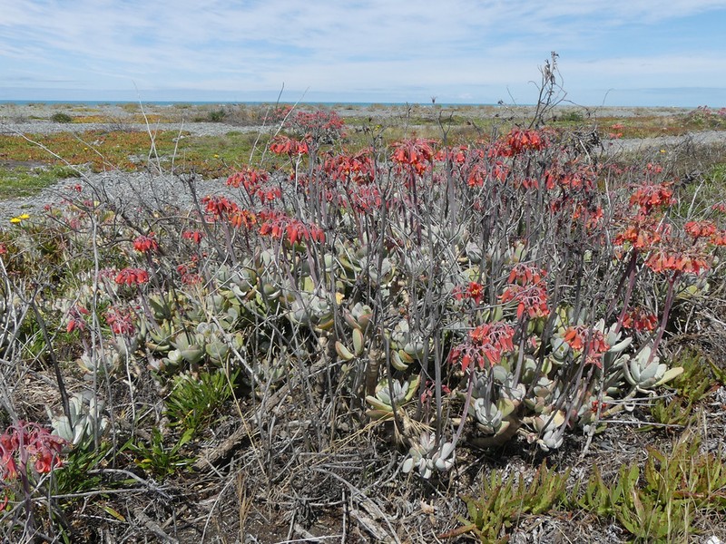 Cotyledon orbiculata var. orbiculata photo 3