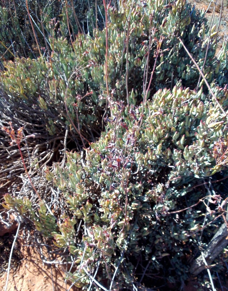 Cotyledon orbiculata var. orbiculata photo 4