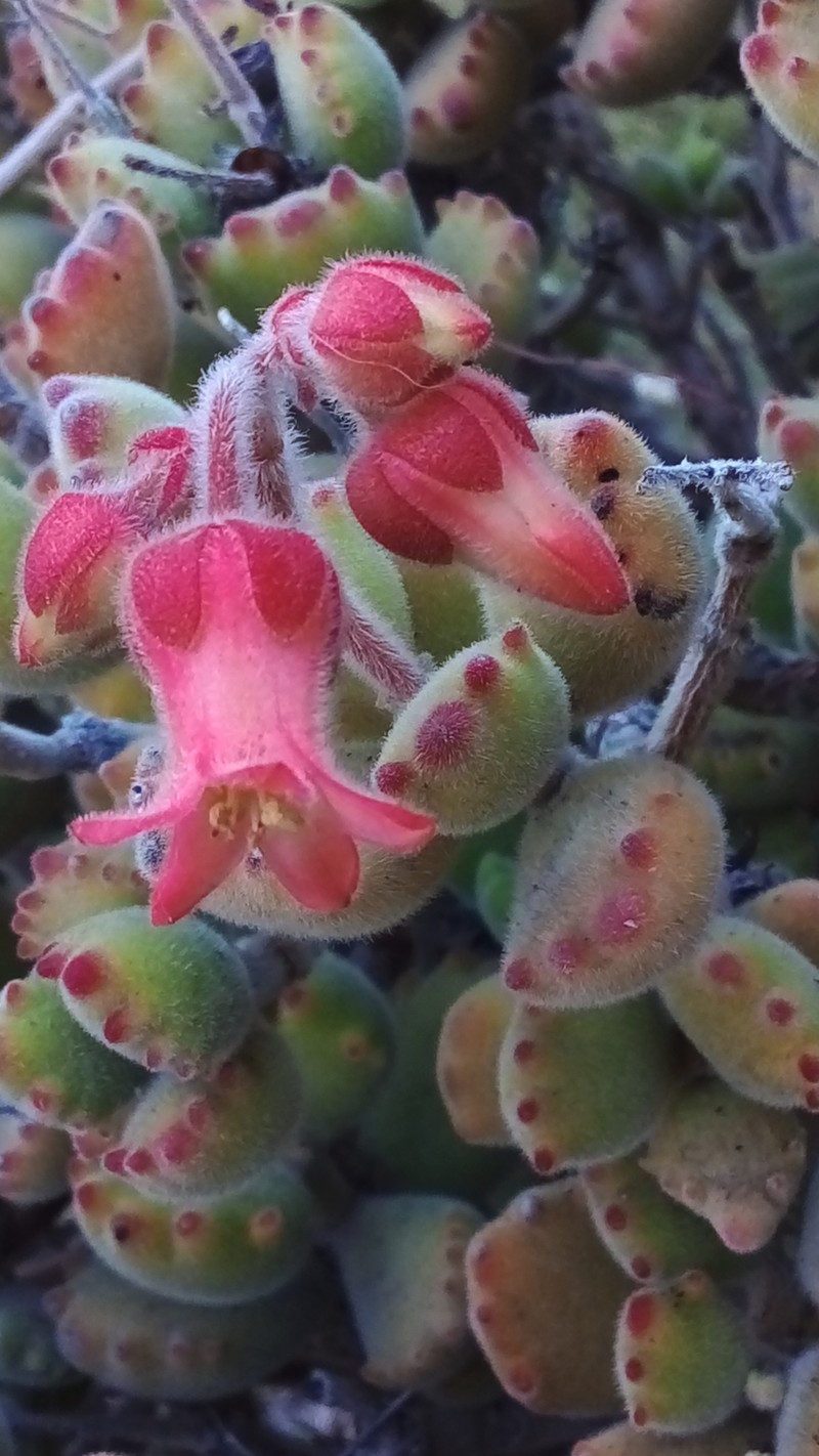 Cotyledon tomentosa subsp. tomentosa