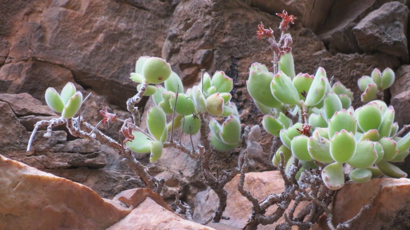 Cotyledon tomentosa subsp. tomentosa photo 2