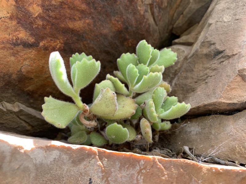 Cotyledon tomentosa subsp. tomentosa photo 3