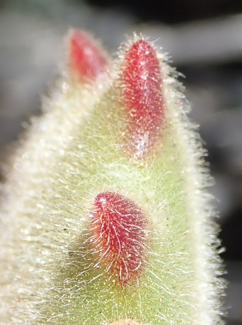 Cotyledon tomentosa subsp. tomentosa photo 4