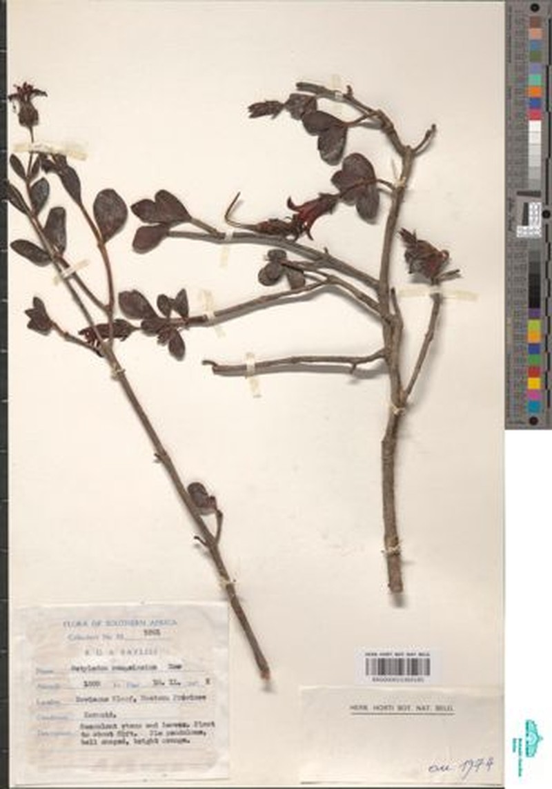 Cotyledon woodii subsp. woodii