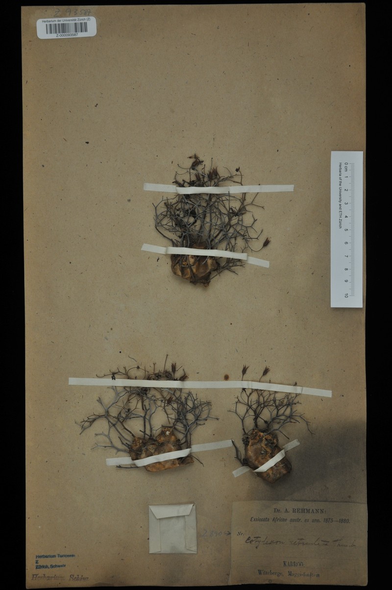 Cotyledon woodii subsp. woodii photo 2